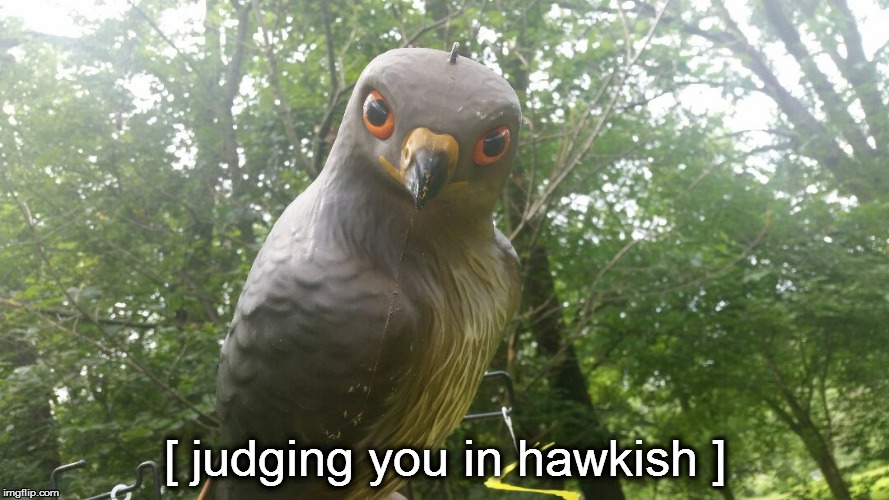 Judging Hawk is judging. | [ judging you in hawkish ] | image tagged in judging you,judging hawk,judgemental,meme,funny meme | made w/ Imgflip meme maker