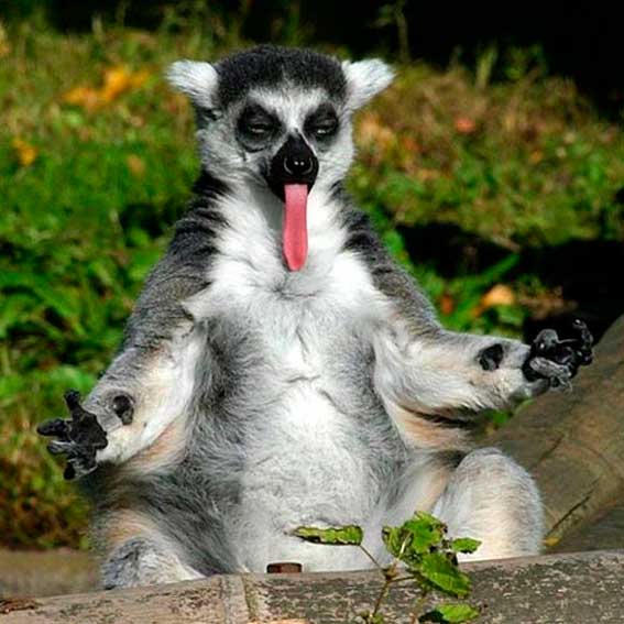 lemur Blank Meme Template