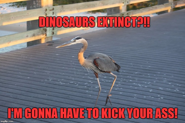 Extinct?! | DINOSAURS EXTINCT?!! I'M GONNA HAVE TO KICK YOUR ASS! | image tagged in dinosaurs,dinosaur,great blue heron,bird,angry birds | made w/ Imgflip meme maker
