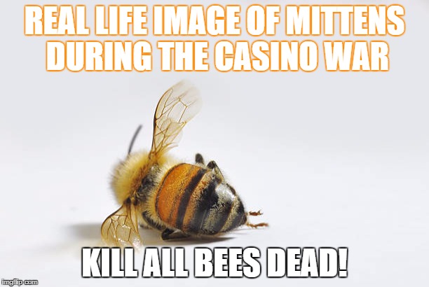 Real Life Image of Mittens During The Casino War | REAL LIFE IMAGE OF MITTENS DURING THE CASINO WAR; KILL ALL BEES DEAD! | image tagged in eve online | made w/ Imgflip meme maker
