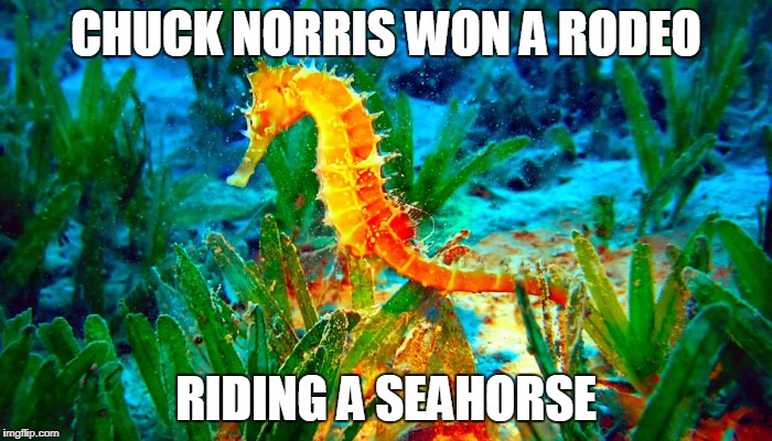 Chuck Norris seahorse | CHUCK NORRIS WON A RODEO; RIDING A SEAHORSE | image tagged in happy birthday seahorse,chuck norris,rodeo,memes | made w/ Imgflip meme maker