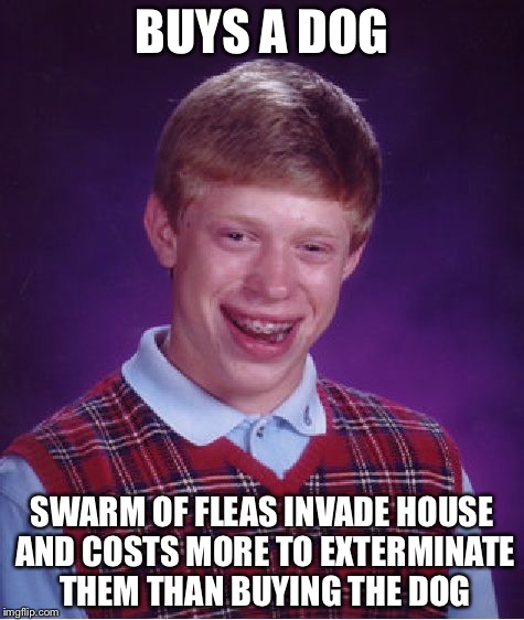 Bad Luck Brian Meme | BUYS A DOG; SWARM OF FLEAS INVADE HOUSE AND COSTS MORE TO EXTERMINATE THEM THAN BUYING THE DOG | image tagged in memes,bad luck brian | made w/ Imgflip meme maker
