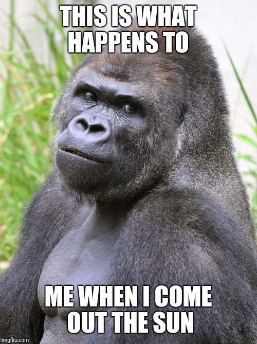 Hot Gorilla  | THIS IS WHAT HAPPENS TO; ME WHEN I COME OUT THE SUN | image tagged in hot gorilla | made w/ Imgflip meme maker