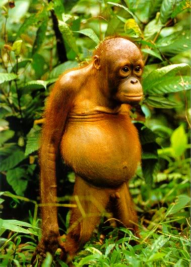 High Quality Fat monkey, sad orangutan, fat orangutan Blank Meme Template