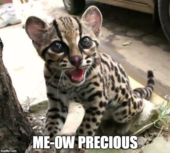 golem cat | ME-0W PRECIOUS | image tagged in cat | made w/ Imgflip meme maker