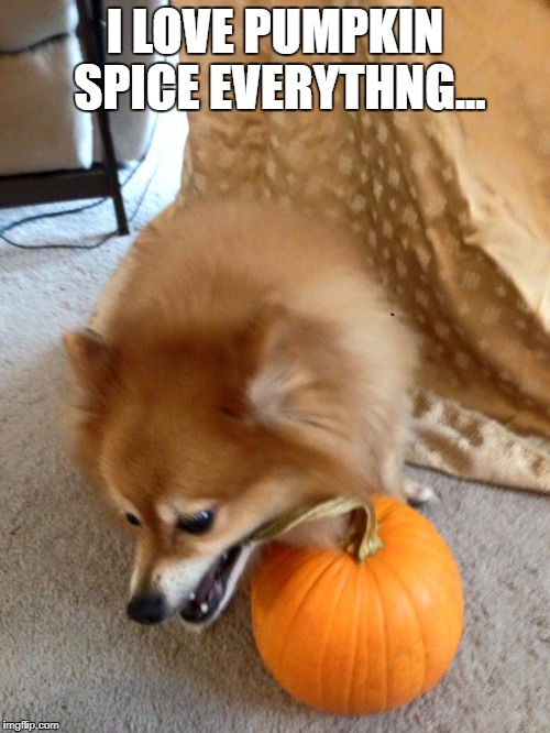 I LOVE PUMPKIN SPICE EVERYTHNG... | image tagged in funny memes,pumpkin spice | made w/ Imgflip meme maker