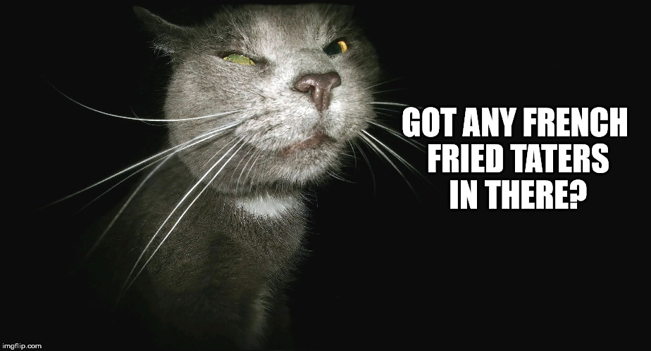 Stalker Cat | GOT ANY FRENCH FRIED TATERS IN THERE? | image tagged in stalker cat | made w/ Imgflip meme maker