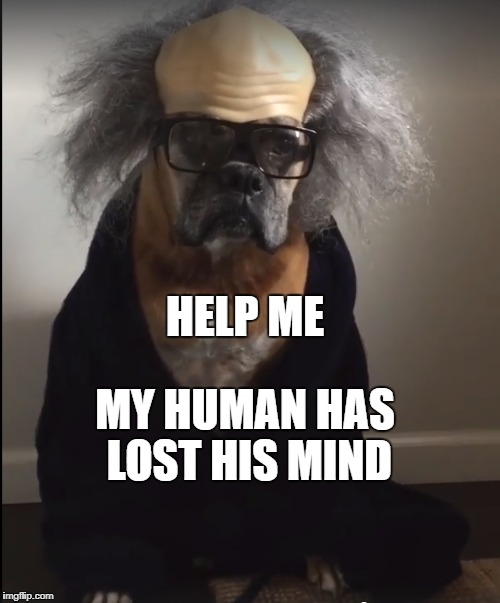 HELP ME; MY HUMAN HAS LOST HIS MIND | image tagged in dog,costume | made w/ Imgflip meme maker