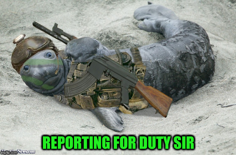 Navy Seal Reporting for Duty | REPORTING FOR DUTY SIR | image tagged in memes,funny,seal,funny animals,guns | made w/ Imgflip meme maker