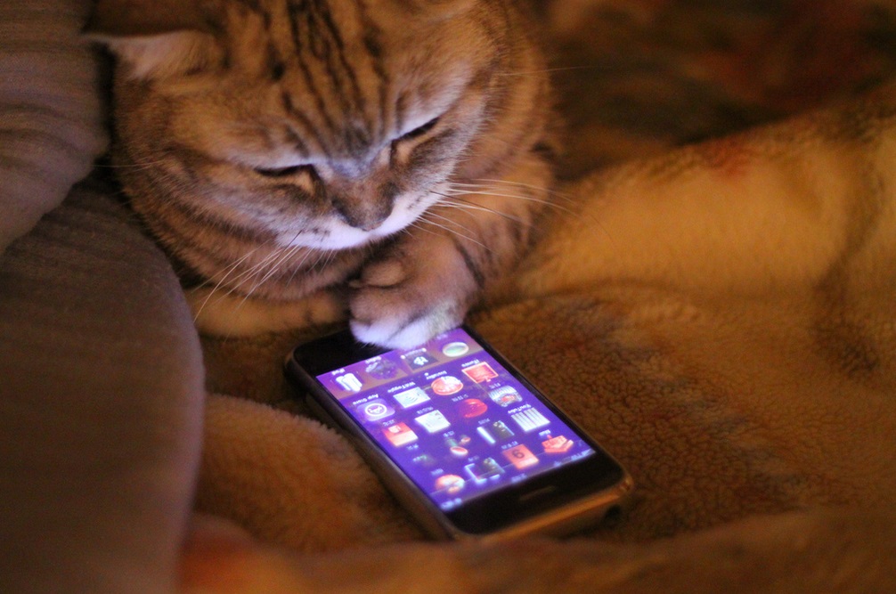 Cat with mobile phone Blank Meme Template