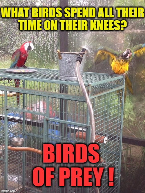 NOAH'S ARK   | WHAT BIRDS SPEND ALL THEIR TIME ON THEIR KNEES? BIRDS OF PREY ! | image tagged in animals,religion,funny memes,weather,birds | made w/ Imgflip meme maker