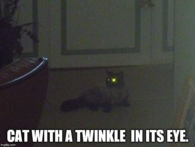 Twinkle eyed cat | CAT WITH A TWINKLE  IN ITS EYE. | image tagged in cat,twinkle | made w/ Imgflip meme maker