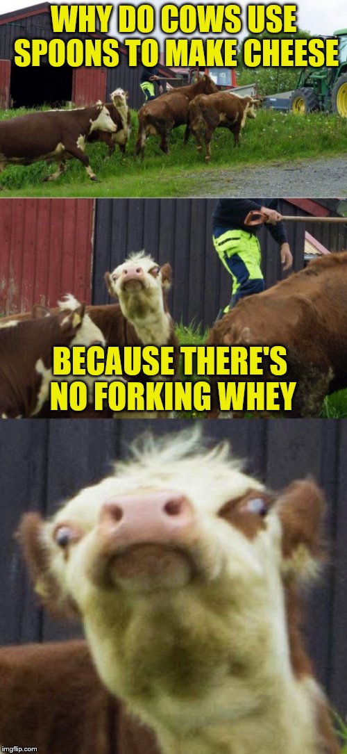 Cheesy Bad Pun Cow
 | WHY DO COWS USE SPOONS TO MAKE CHEESE; BECAUSE THERE'S NO FORKING WHEY | image tagged in bad pun cow | made w/ Imgflip meme maker