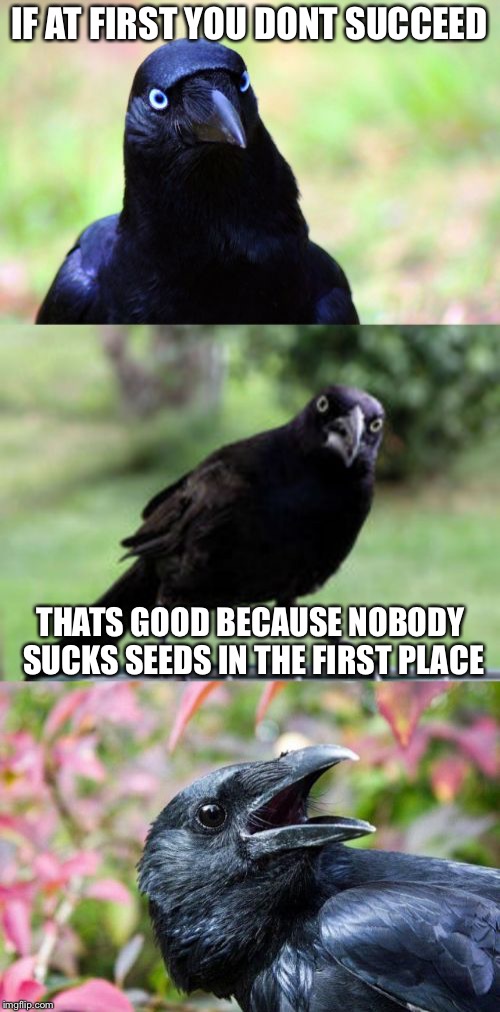 bad pun crow | IF AT FIRST YOU DONT SUCCEED; THATS GOOD BECAUSE NOBODY SUCKS SEEDS IN THE FIRST PLACE | image tagged in bad pun crow,memes,funny | made w/ Imgflip meme maker