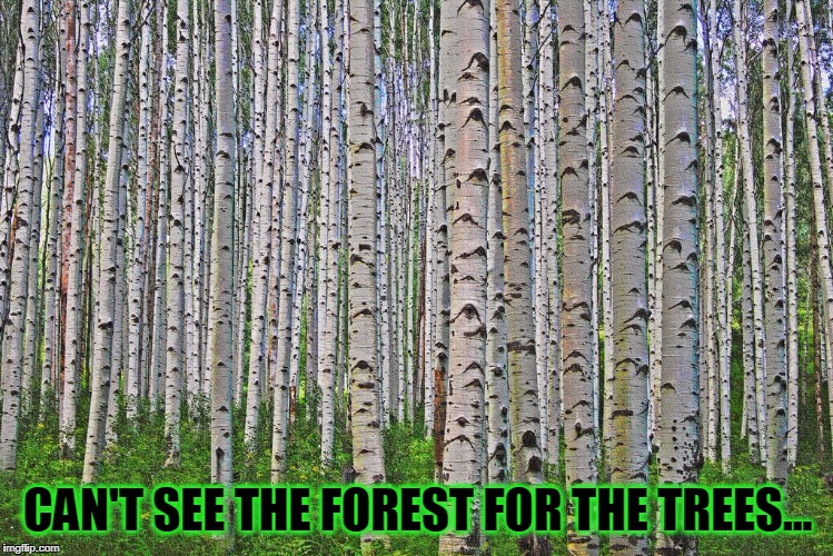 Where's the Forest? | CAN'T SEE THE FOREST FOR THE TREES... | image tagged in vince vance,forest,trees,can't see the forest,aspen,memes | made w/ Imgflip meme maker