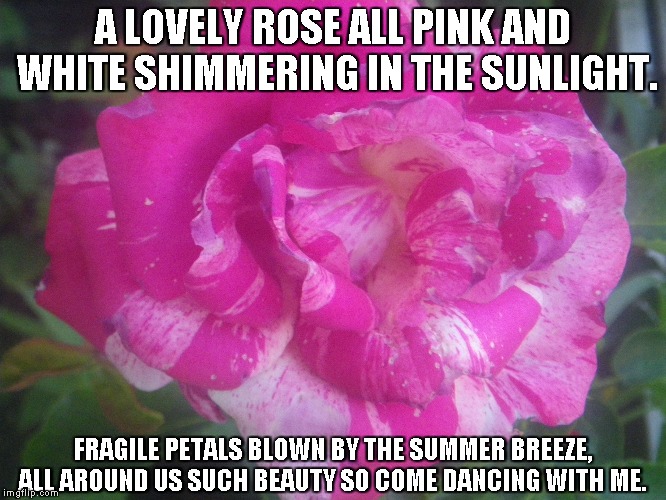 Precious Rose | A LOVELY ROSE ALL PINK AND WHITE SHIMMERING IN THE SUNLIGHT. FRAGILE PETALS BLOWN BY THE SUMMER BREEZE, ALL AROUND US SUCH BEAUTY SO COME DANCING WITH ME. | image tagged in roses,sunlight,summer breeze,beauty | made w/ Imgflip meme maker