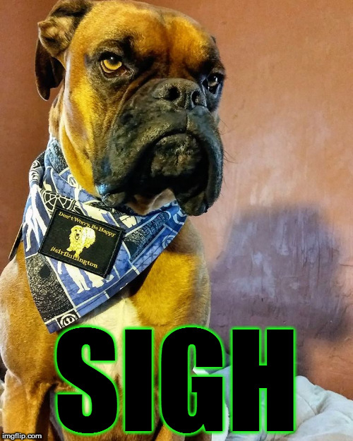 Grumpy Dog | SIGH | image tagged in grumpy dog | made w/ Imgflip meme maker
