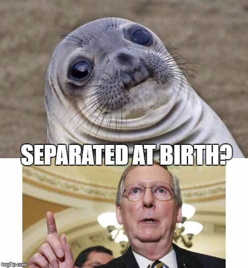Awkward McConnel | SEPARATED AT BIRTH? | image tagged in mitch mcconnell,awkward moment sealion | made w/ Imgflip meme maker