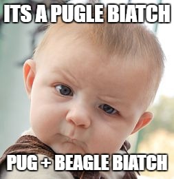 Skeptical Baby Meme | ITS A PUGLE BIATCH PUG + BEAGLE BIATCH | image tagged in memes,skeptical baby | made w/ Imgflip meme maker