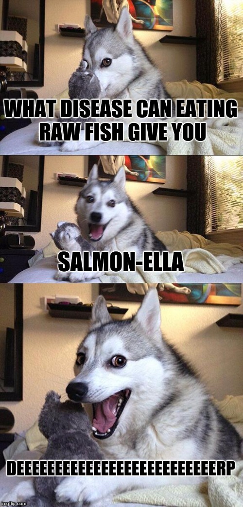 Sorry I haven't been submitting stuff lately. so i'm here to say......... IT'S GREAT TO BE BACK!!!!!!!!!!! | WHAT DISEASE CAN EATING RAW FISH GIVE YOU; SALMON-ELLA; DEEEEEEEEEEEEEEEEEEEEEEEEEERP | image tagged in memes,bad pun dog | made w/ Imgflip meme maker