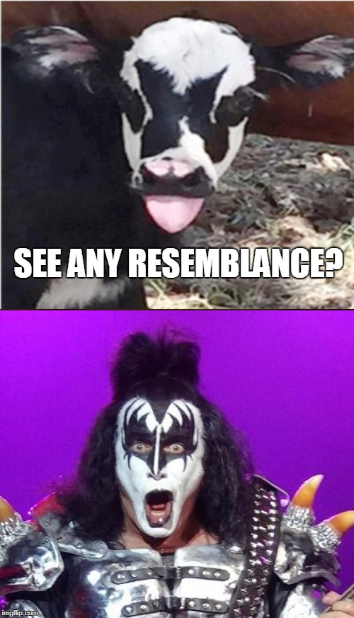 Like it Up | SEE ANY RESEMBLANCE? | image tagged in gene simmons,cow,animals,lookalike,kiss,memes | made w/ Imgflip meme maker