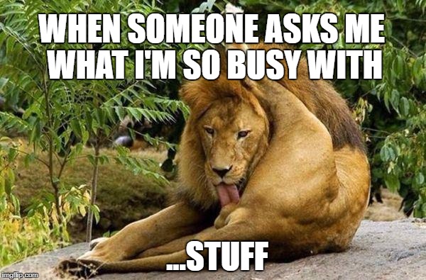 important stuff | WHEN SOMEONE ASKS ME WHAT I'M SO BUSY WITH; ...STUFF | image tagged in lion licking balls,busy,funny memes,beast mode,daily grind | made w/ Imgflip meme maker
