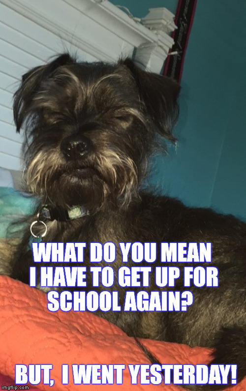 2nd day of school | WHAT DO YOU MEAN I HAVE TO GET UP FOR SCHOOL AGAIN?                                           BUT,  I WENT YESTERDAY! | image tagged in morning already,2nd day of school,tired,tired dog,tired pup,puppy | made w/ Imgflip meme maker