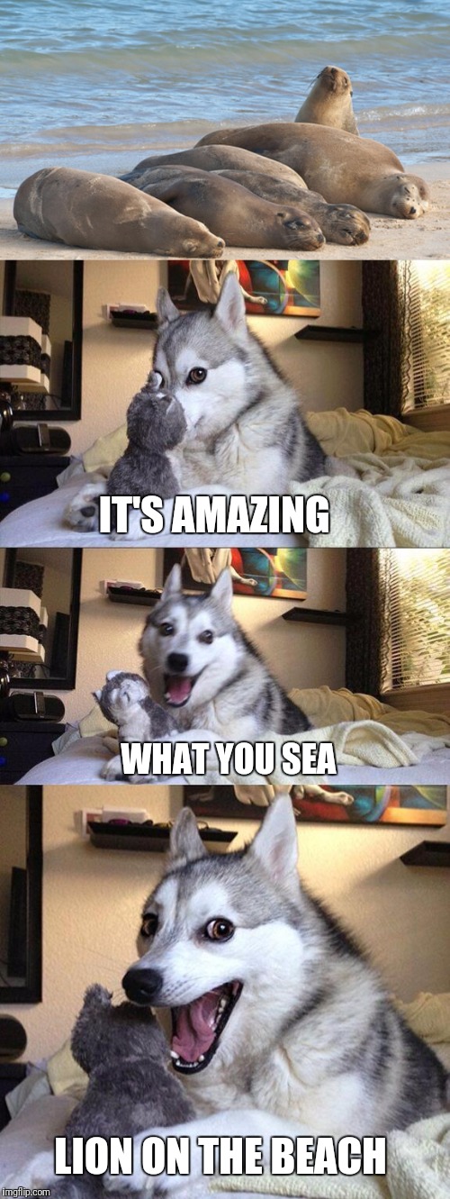 IT'S AMAZING; WHAT YOU SEA; LION ON THE BEACH | image tagged in funny,memes,bad pun dog,beach,puns | made w/ Imgflip meme maker