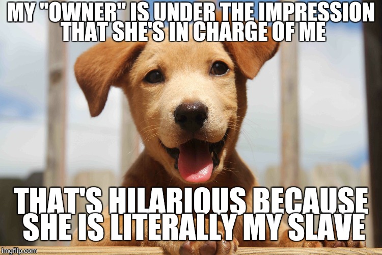 Just when you think you know who's universe you're living in... | MY "OWNER" IS UNDER THE IMPRESSION THAT SHE'S IN CHARGE OF ME; THAT'S HILARIOUS BECAUSE SHE IS LITERALLY MY SLAVE | image tagged in cute pup,dogs,people,relationships | made w/ Imgflip meme maker