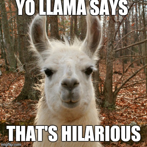 yo llama | YO LLAMA SAYS THAT'S HILARIOUS | image tagged in yo llama | made w/ Imgflip meme maker