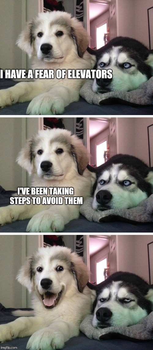 Bad pun dogs | I HAVE A FEAR OF ELEVATORS; I'VE BEEN TAKING STEPS TO AVOID THEM | image tagged in bad pun dogs | made w/ Imgflip meme maker