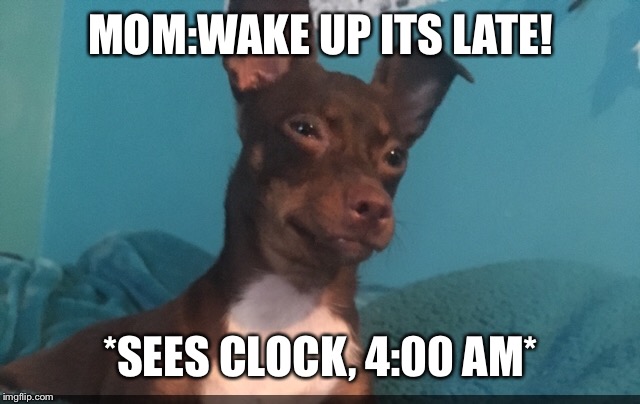 MOM:WAKE UP ITS LATE! *SEES CLOCK, 4:00 AM* | image tagged in awkward doggo | made w/ Imgflip meme maker