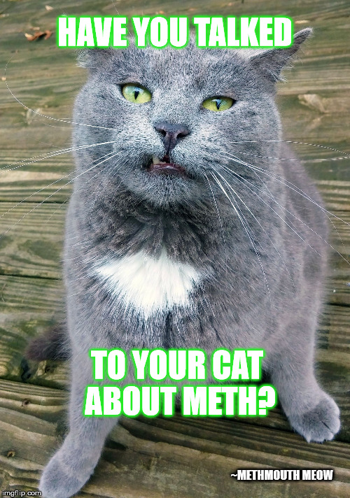 Smiley Cat | HAVE YOU TALKED; TO YOUR CAT ABOUT METH? ~METHMOUTH MEOW | image tagged in smiley cat | made w/ Imgflip meme maker