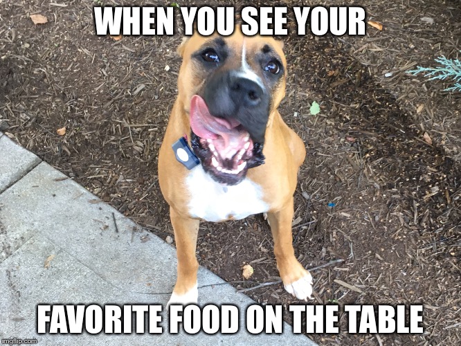 Favorite food | WHEN YOU SEE YOUR; FAVORITE FOOD ON THE TABLE | image tagged in funny dogs | made w/ Imgflip meme maker