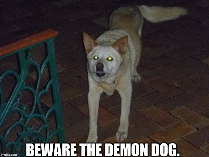 Demon Dog. | BEWARE THE DEMON DOG. | image tagged in dog,night,glowing eyes | made w/ Imgflip meme maker