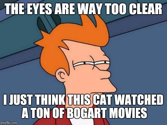 Futurama Fry Meme | THE EYES ARE WAY TOO CLEAR I JUST THINK THIS CAT WATCHED A TON OF BOGART MOVIES | image tagged in memes,futurama fry | made w/ Imgflip meme maker