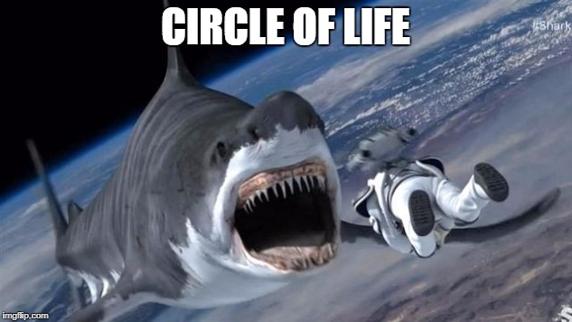Circle of life | CIRCLE OF LIFE | image tagged in shark | made w/ Imgflip meme maker