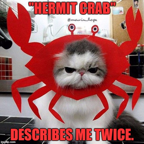 Crabby Cat | "HERMIT CRAB"; DESCRIBES ME TWICE. | image tagged in crabby,hermit,funny,funny memes,memes,humor | made w/ Imgflip meme maker
