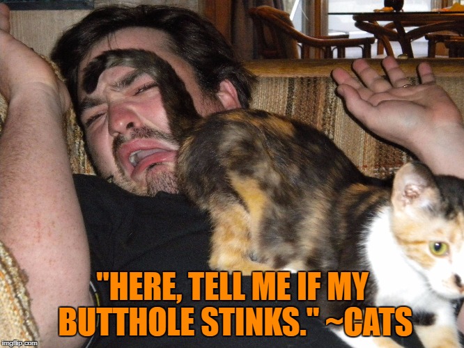 cat butt | "HERE, TELL ME IF MY BUTTHOLE STINKS." ~CATS | image tagged in cats,butthole,funny,funny memes,memes | made w/ Imgflip meme maker