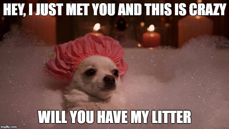 Chihuahua Bubble Bath | HEY, I JUST MET YOU AND THIS IS CRAZY; WILL YOU HAVE MY LITTER | image tagged in chihuahua bubble bath | made w/ Imgflip meme maker