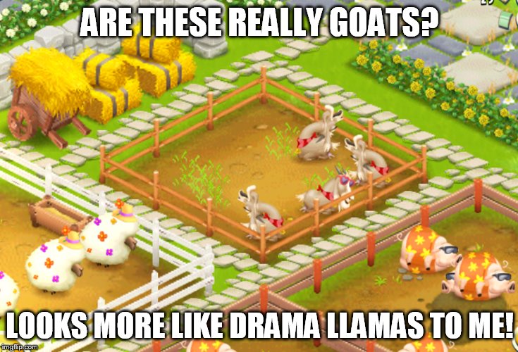 ARE THESE REALLY GOATS? LOOKS MORE LIKE DRAMA LLAMAS TO ME! | made w/ Imgflip meme maker