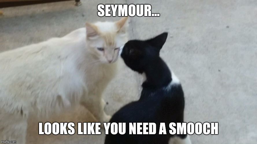 SEYMOUR... LOOKS LIKE YOU NEED A SMOOCH | image tagged in cute cat | made w/ Imgflip meme maker