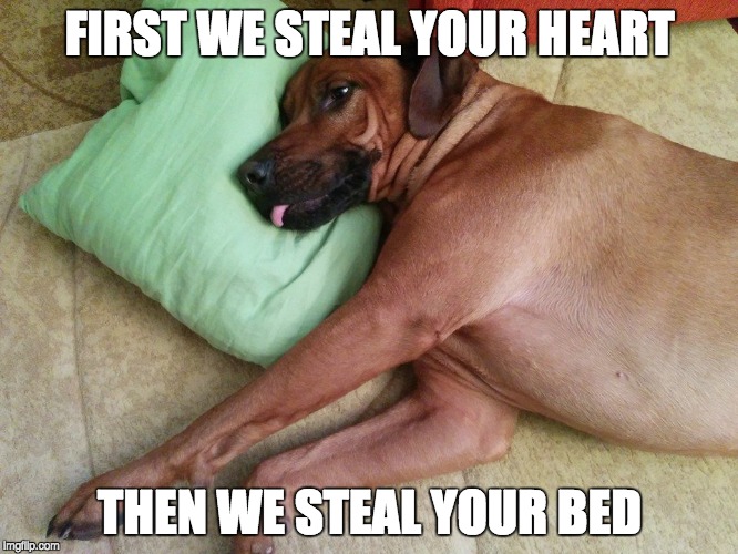 rhodesian ridgeback | FIRST WE STEAL YOUR HEART; THEN WE STEAL YOUR BED | image tagged in dog,funny | made w/ Imgflip meme maker