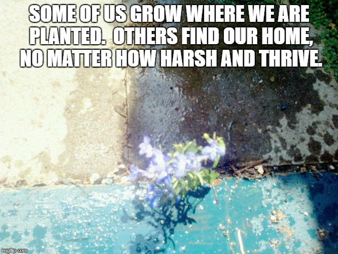 growth | SOME OF US GROW WHERE WE ARE PLANTED.  OTHERS FIND OUR HOME, NO MATTER HOW HARSH AND THRIVE. | image tagged in family | made w/ Imgflip meme maker