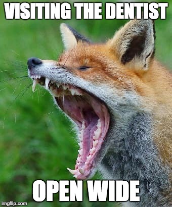 Red Fox | VISITING THE DENTIST; OPEN WIDE | image tagged in red fox | made w/ Imgflip meme maker