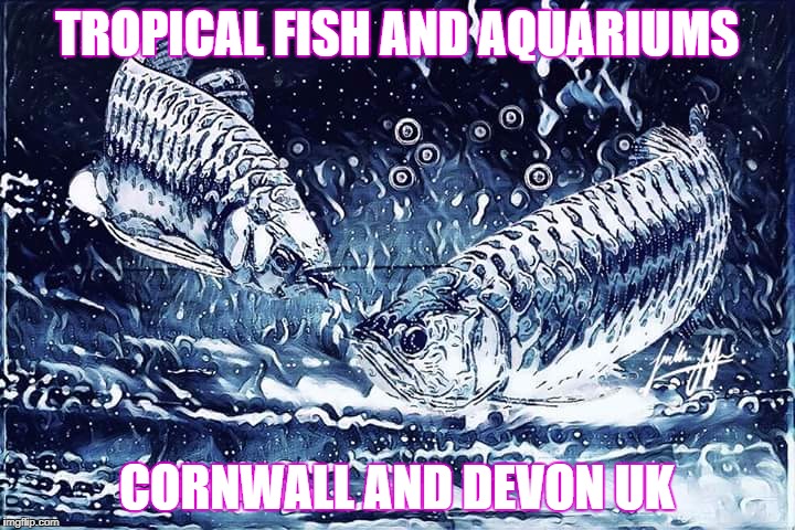 Tropical Fish and Aquariums Cornwall and Devon uk | TROPICAL FISH AND AQUARIUMS; CORNWALL AND DEVON UK | image tagged in aquarium | made w/ Imgflip meme maker