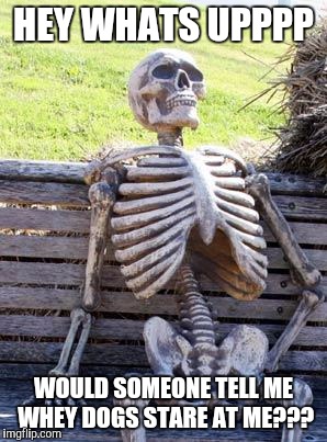 Waiting Skeleton Meme | HEY WHATS UPPPP; WOULD SOMEONE TELL ME WHEY DOGS STARE AT ME??? | image tagged in memes,waiting skeleton | made w/ Imgflip meme maker