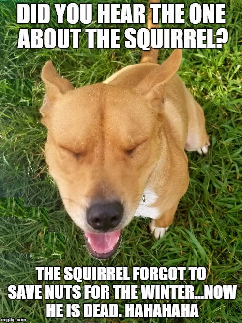 DID YOU HEAR THE ONE ABOUT THE SQUIRREL? THE SQUIRREL FORGOT TO SAVE NUTS FOR THE WINTER...NOW HE IS DEAD. HAHAHAHA | image tagged in mack | made w/ Imgflip meme maker
