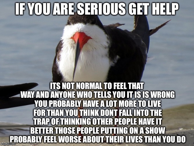 Even Less Popular Opinion Bird | IF YOU ARE SERIOUS GET HELP ITS NOT NORMAL TO FEEL THAT WAY AND ANYONE WHO TELLS YOU IT IS IS WRONG YOU PROBABLY HAVE A LOT MORE TO LIVE FOR | image tagged in even less popular opinion bird | made w/ Imgflip meme maker