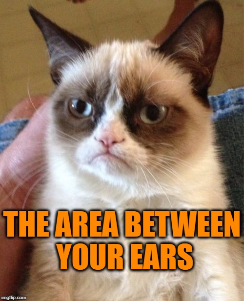 Grumpy Cat Meme | THE AREA BETWEEN YOUR EARS | image tagged in memes,grumpy cat | made w/ Imgflip meme maker